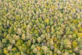 Aerial top view of lush green trees from above in tropical forest in national park and mountain or hill in summer season in Royalty Free Stock Photo