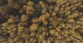 Aerial top view over field and autumn forest in the morning Royalty Free Stock Photo