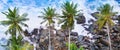 Aerial top view of palm trees and a rocky shore. Sea waves are breaking on the rocks on the beach. Wide photo Royalty Free Stock Photo