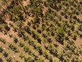 Aerial top view of palms on Gili Island, Indonesia Royalty Free Stock Photo