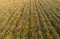 Aerial top view pineapple plantation Royalty Free Stock Photo