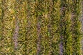 Aerial top view pineapple plantation Royalty Free Stock Photo