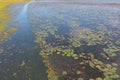 Aerial top view of pink lotus flowers in pond, sea or lake in national park in Thale Noi, Songkhla, Thailand