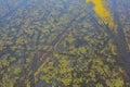 Aerial top view of pink lotus flowers in pond, sea or lake in national park in Thale Noi, Songkhla, Thailand Royalty Free Stock Photo