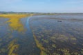 Aerial top view of pink lotus flowers in pond, sea or lake in national park in Thale Noi, Songkhla, Thailand