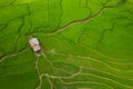 Aerial top view of the ricefield of Bo Kluea, Nan Province, Thailand