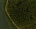 An aerial top view of the road in Pine trees Forest with Sunset scene. Royalty Free Stock Photo