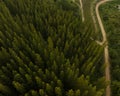 An aerial top view of the road in Pine trees Forest with Sunset scene. Royalty Free Stock Photo