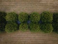 Aerial top view of row of green trees in a field in the countryside Royalty Free Stock Photo