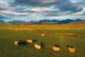 Aerial top view of sheeps with mountains in Iceland islands in the summer season, Europe hills, nature landscape. Animals Royalty Free Stock Photo