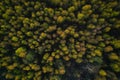 Aerial top view of spring forest birch Royalty Free Stock Photo