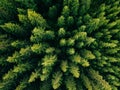 Aerial top view of summer green trees in forest in rural Finland. Royalty Free Stock Photo