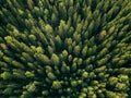 Aerial top view of summer green trees in forest in rural Finland. Royalty Free Stock Photo