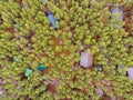 Aerial top view of summer green trees in forest in rural Finland. Drone photo Royalty Free Stock Photo