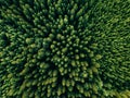 Aerial top view of summer green trees in forest in rural Finland. Royalty Free Stock Photo