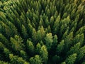 Aerial top view of summer green trees in forest in rural Finland. Royalty Free Stock Photo