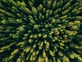 Aerial top view of summer green trees in forest in rural Finland. Royalty Free Stock Photo