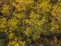 Aerial top view of summer green trees in forest in rural Finland. Drone photography Royalty Free Stock Photo
