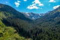 Aerial top view of summer green trees in forest in rural Finland. Royalty Free Stock Photo