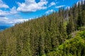 Aerial top view of summer green trees in forest in rural Finland. Royalty Free Stock Photo