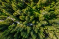 Aerial top view of summer green trees in forest in rural Finland. Royalty Free Stock Photo