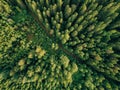 Aerial top view of summer green trees and road in forest in rural Finland. Royalty Free Stock Photo