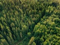 Aerial top view of summer green trees and road in forest in rural Finland. Royalty Free Stock Photo