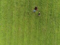 Aerial top view. Yong girl with her small terrier in a field, Copy space