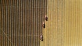 Aerial top view. three big red combine harvester machines harvesting corn field in early autumn. tractors filtering Royalty Free Stock Photo