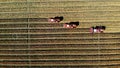 Aerial top view. three big red combine harvester machines harvesting corn field in early autumn. tractors filtering Royalty Free Stock Photo