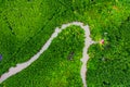 Aerial top view tree and river, mangrove forest, Natural grass texture.