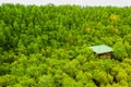 Aerial top view tree and river, mangrove forest,