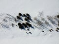 Aerial top view of trees in a horizontal pattern and their shadows in winter , surrounded by snow. Kanata, Ottawa