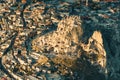 Aerial top view of Uchisar castle in the sunrise. Cappadocia