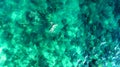 Aerial top view of woman snorkeling from above, girl snorkeler swimming in a clear tropical sea water with corals Royalty Free Stock Photo