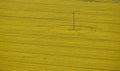 Aerial top view of yellow blooming field of rapeseed with lines from tractor tracks Royalty Free Stock Photo