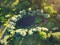 Top down view of wild pond in forest with evening sunlight