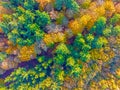 Aerial topshot from trees in fall in the Netherlands