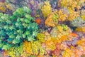 Aerial topshot from trees in the forest