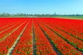 Aerial from tulip fields near Lisse in the Netherlands Royalty Free Stock Photo