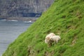 AERIAL: Two cute sheep walk around the steep grassy hill near the rocky coast.