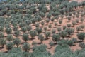 Aerial typical landscape of the highlands in the north of Portugal, levels for agriculture of olive tree groves