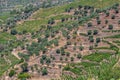 Aerial typical landscape of the highlands in the north of Portugal, levels for agriculture of vineyards, olive tree groves Royalty Free Stock Photo