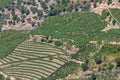 Aerial typical landscape of the highlands in the north of Portugal, levels for agriculture of vineyards, olive tree groves Royalty Free Stock Photo