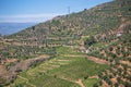 Aerial typical landscape of the highlands in the north of Portugal, levels for agriculture of vineyards, olive tree groves Royalty Free Stock Photo