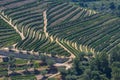 Aerial typical landscape of the highlands in the north of Portugal, levels for agriculture of vineyards, olive tree groves