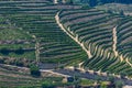 Aerial typical landscape of the highlands in the north of Portugal, levels for agriculture of vineyards, olive tree groves Royalty Free Stock Photo