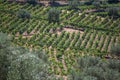 Aerial typical landscape of the highlands in the north of Portugal, levels for agriculture of vineyards, olive tree groves