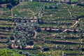 Aerial typical landscape of the highlands in the north of Portugal, levels for agriculture of vineyards, olive tree groves Royalty Free Stock Photo