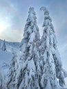 VERTICAL: Spruce trees scattered across Bohinj are covered in fresh powder snow Royalty Free Stock Photo